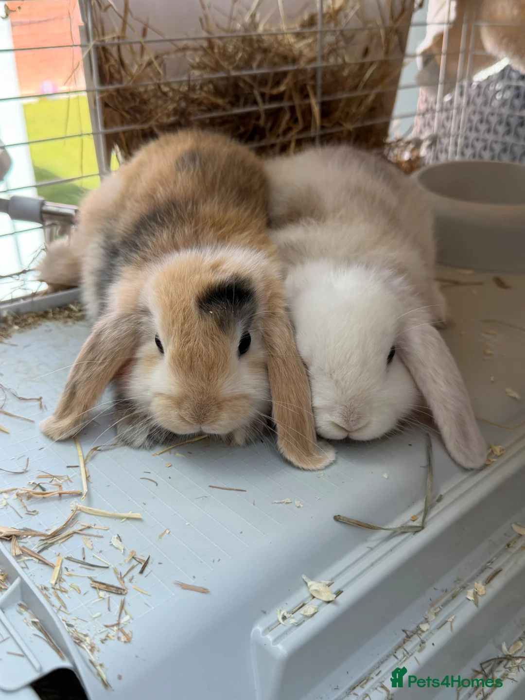 Harlequin rabbits for sale: 8 Week Old Female Harlequin Lop Rabbits 🐰💕 in Braintree - Advert 2
