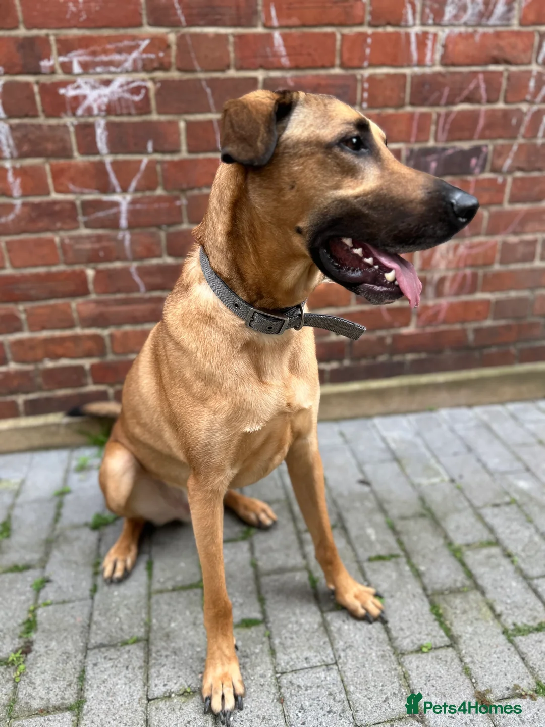 Mixed Breed dogs for sale: 5 year old male dog in Rye - Advert 7