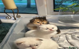 British Longhair cats for sale: Stunning British Longhair Kittens Ready to collect - Image 20