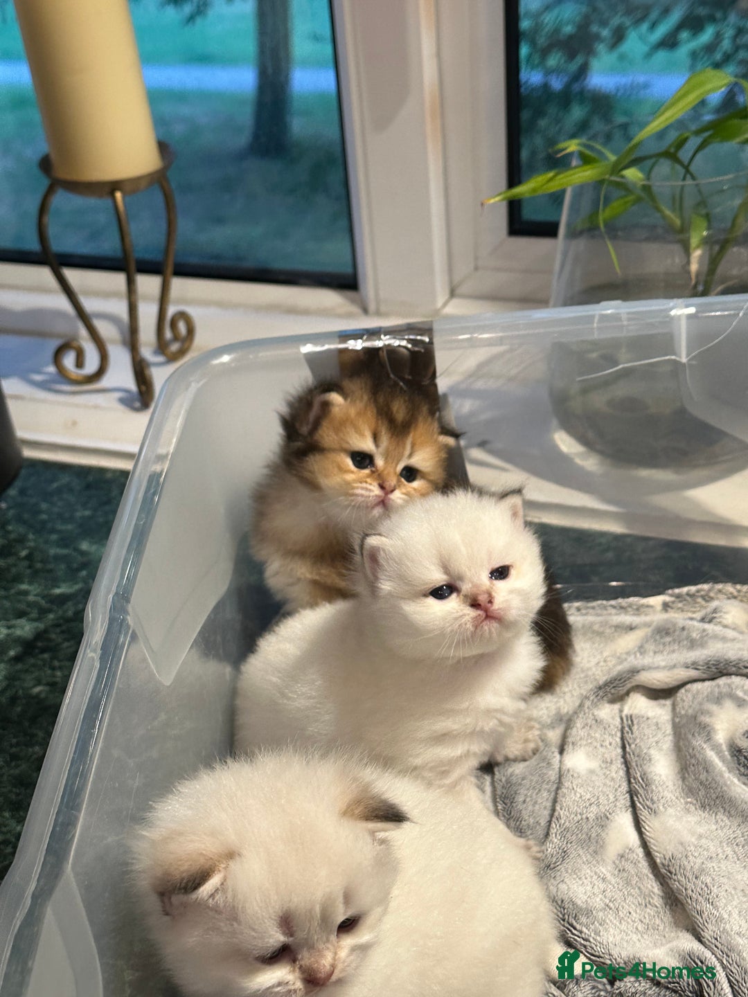 British Longhair cats for sale: Stunning British Longhair Kittens Ready to collect - Image 20