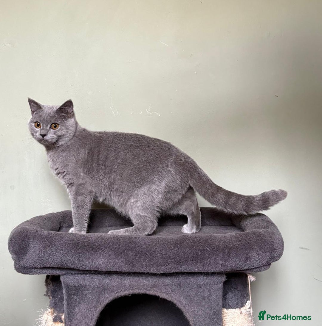British Shorthair cats for sale: British Shorthair kittens - Advert 21