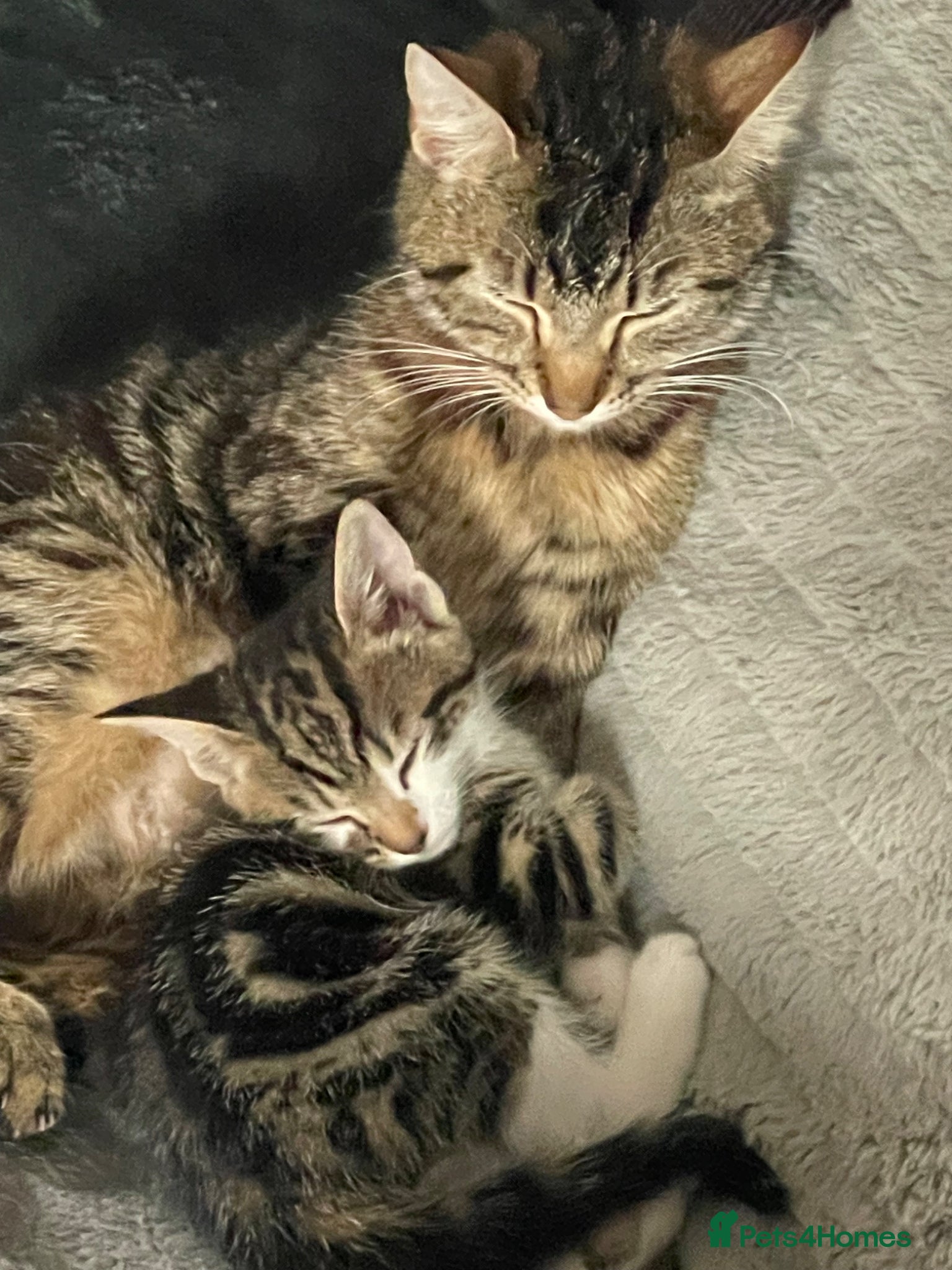 Mixed Breed cats Beautiful bundles of joy - Advert 5
