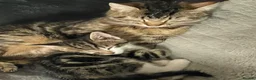 Mixed Breed cats for sale: Beautiful bundles of joy in Canonbie - Advert 1