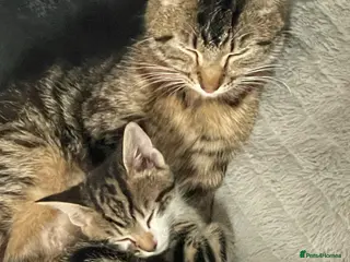Mixed Breed cats Beautiful bundles of joy - Advert 3