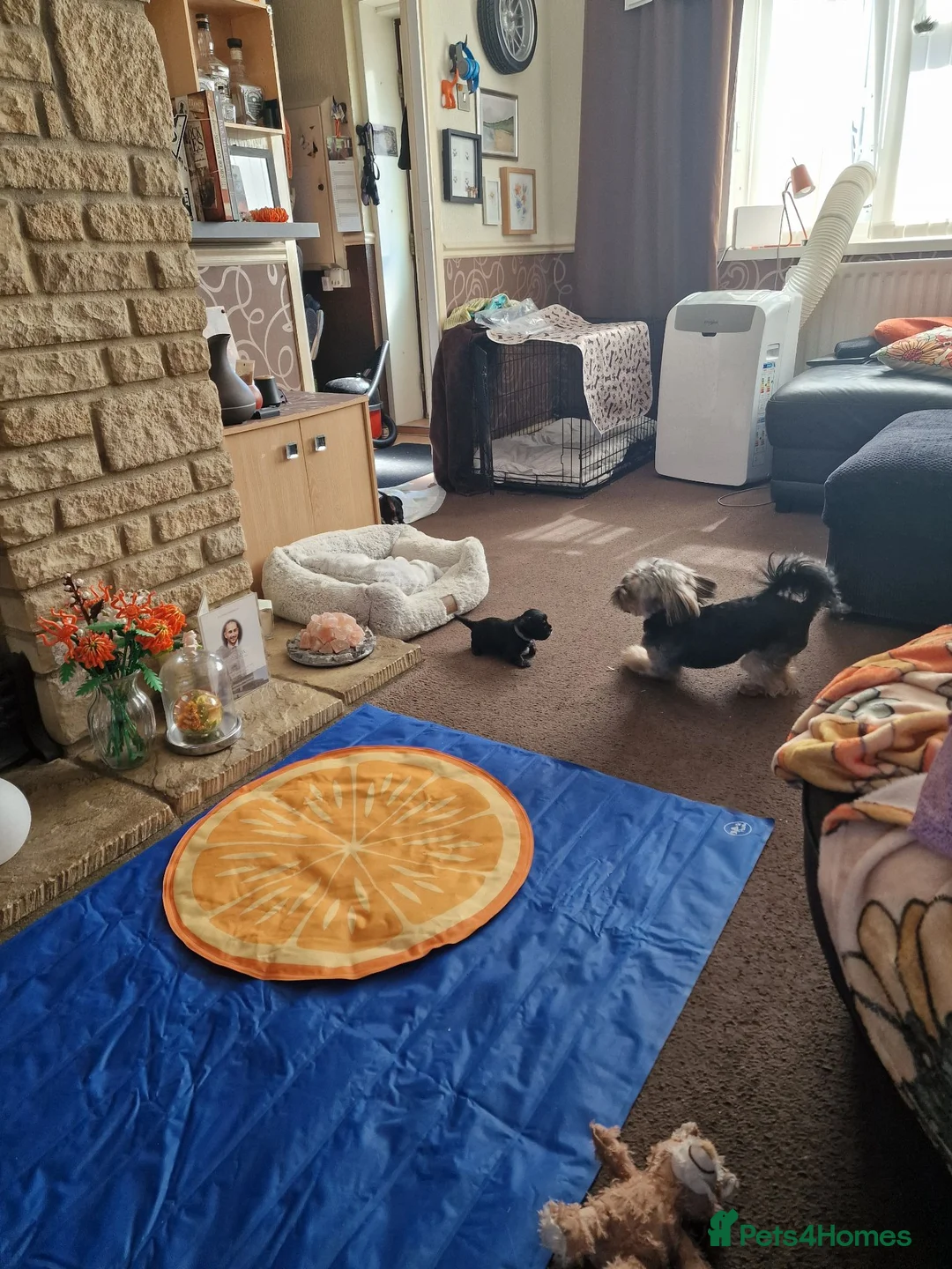 Yorkshire Terrier dogs for sale: Yorkshire terrier  - Advert 2