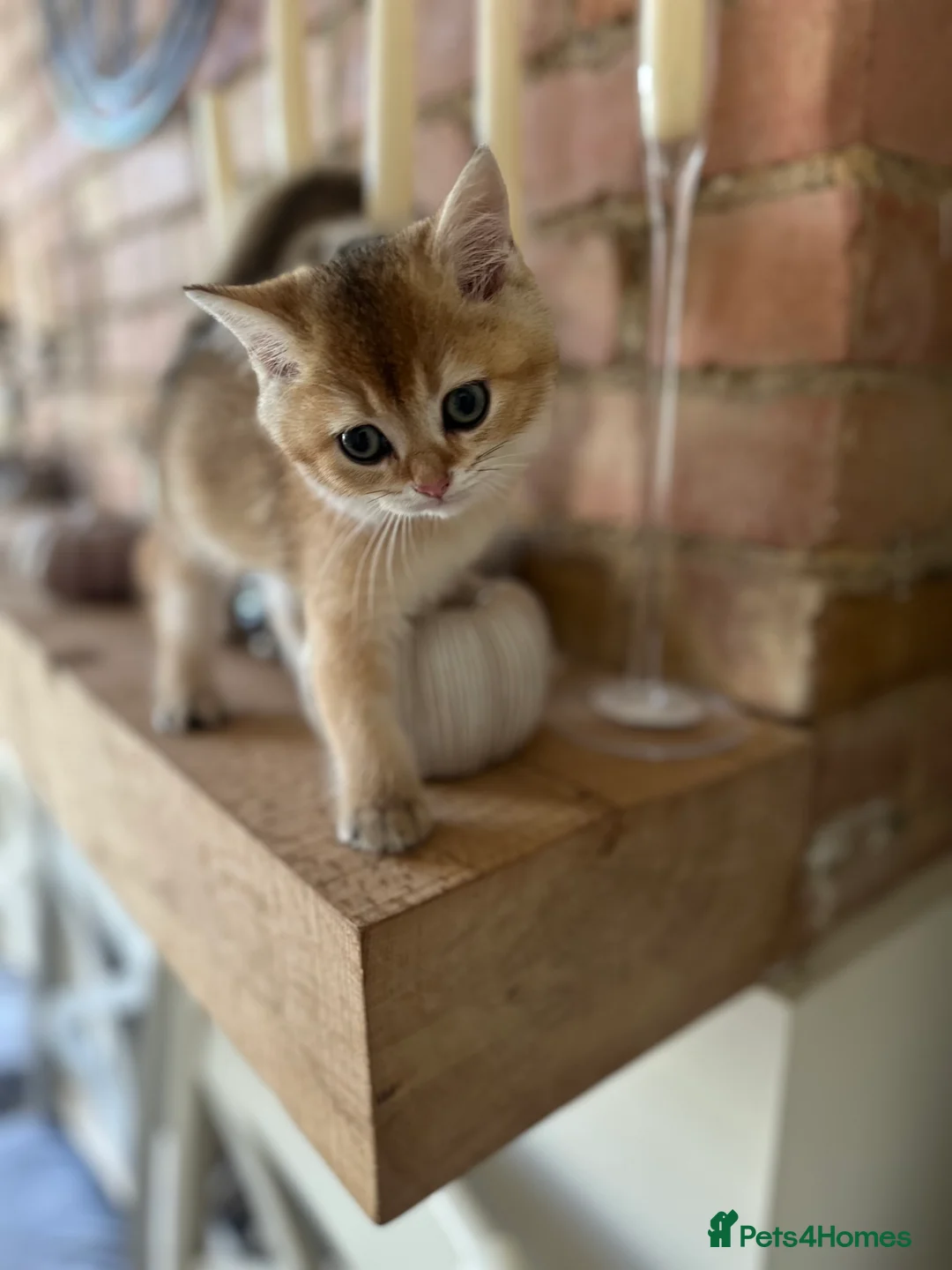 British Shorthair cats for sale: ‼️READY NOW‼️ - Advert 33