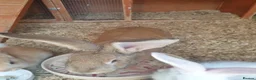 Continental Giant rabbits for sale: 2 Male continental giants  - Advert 4