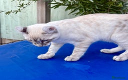 Bengal cats for sale: Stunning rare female  - Image 4