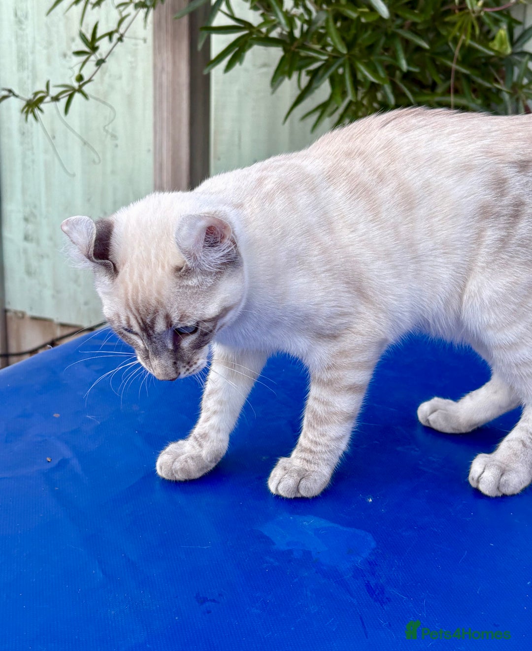 Bengal cats for sale: Stunning rare female  - Image 4