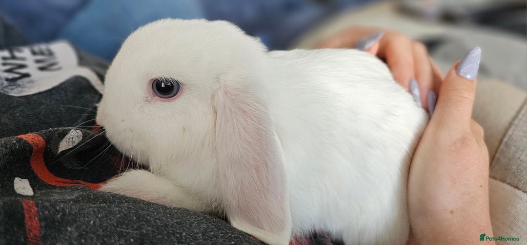 Mini Lop rabbits for sale: Baby mini lop rabbits, only 2 boys left - Image 8