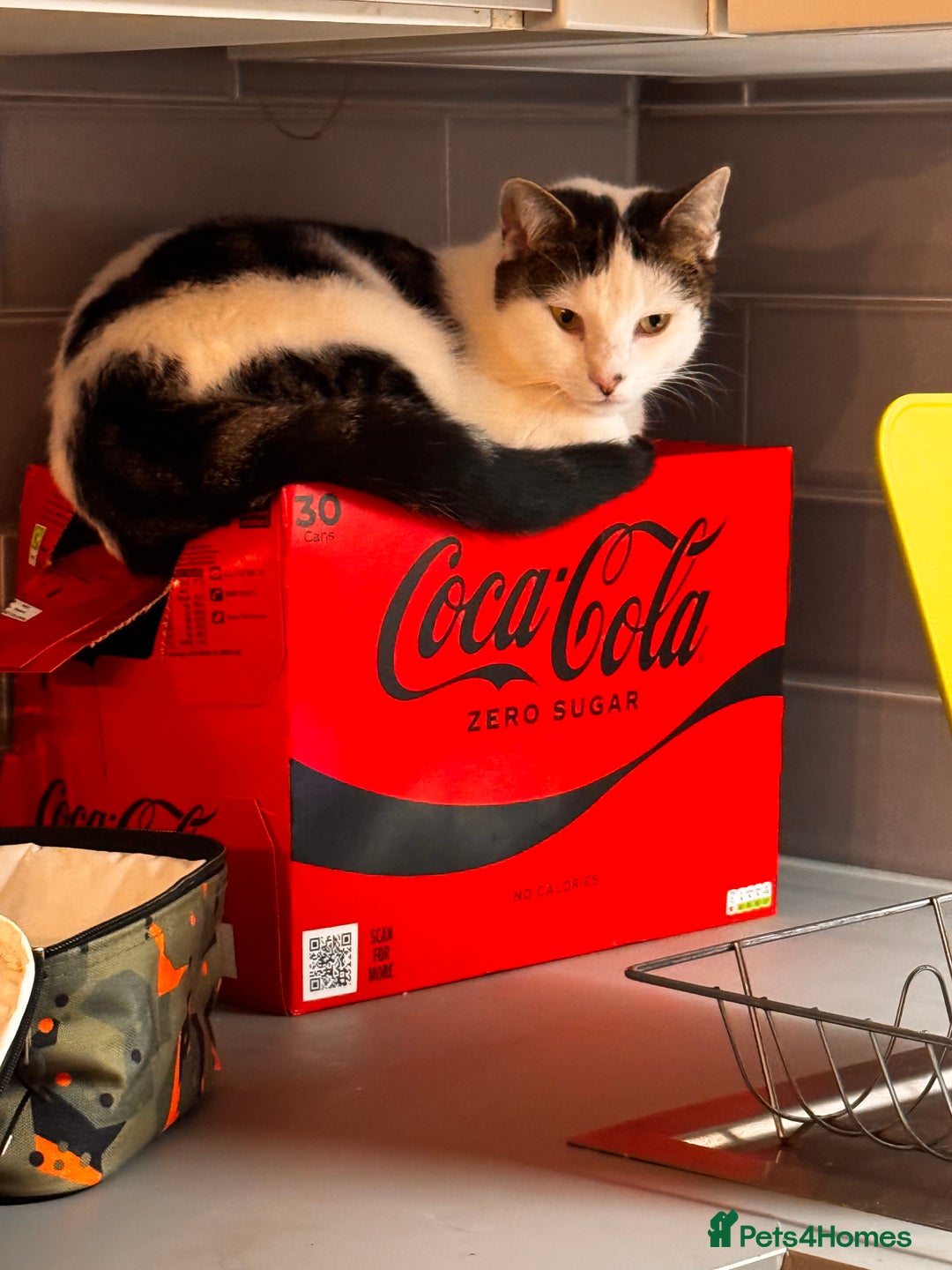 Mixed Breed cats for sale: Lovely 2.5 year old female cat needs forever home - Advert 3