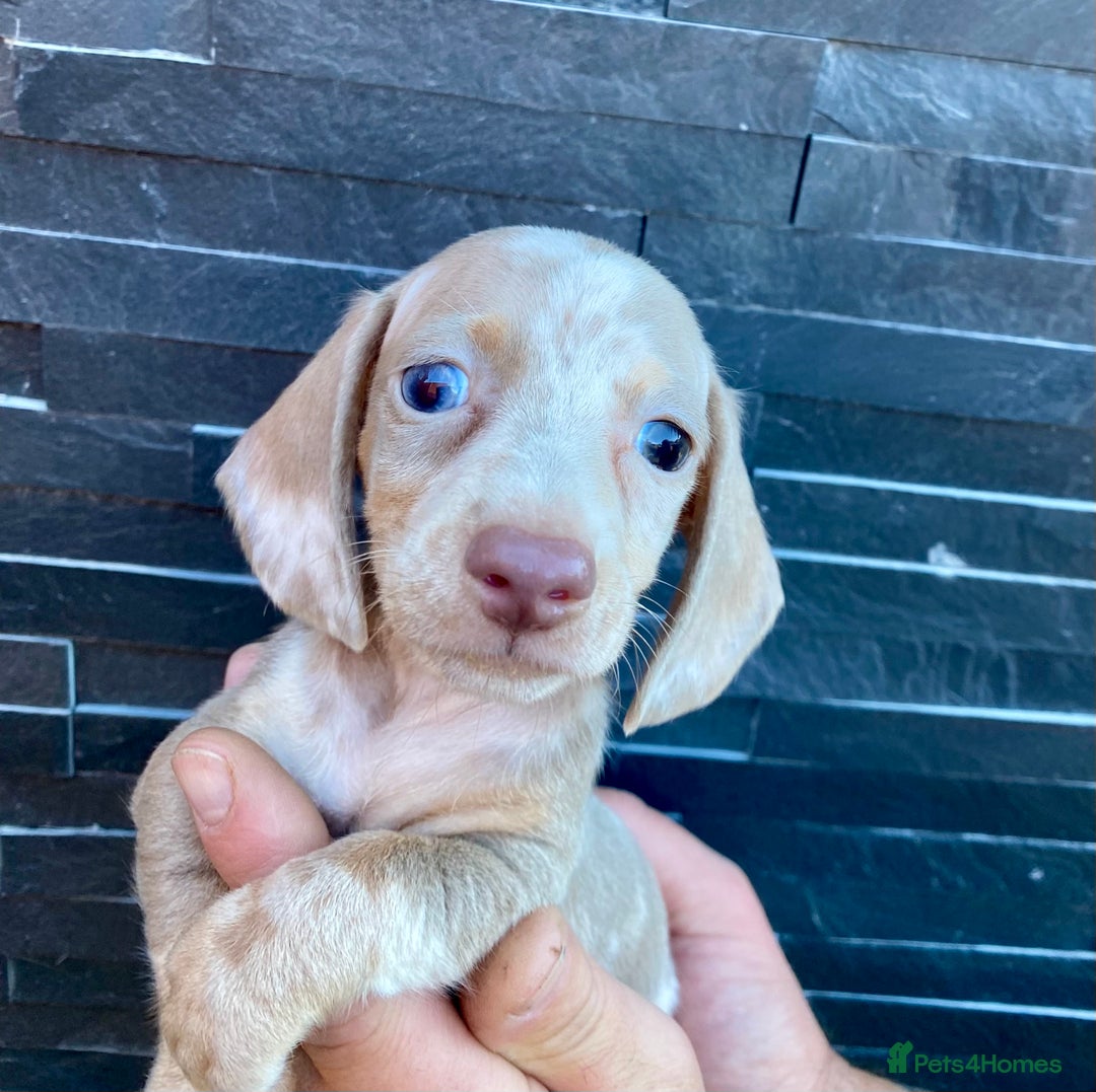 Miniature Dachshund dogs for sale: Miniature dachshunds READY NOW - Advert 26