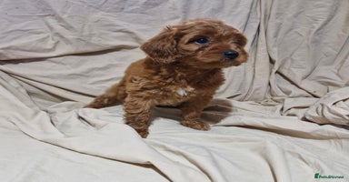 Cavapoo dogs - Advert 4