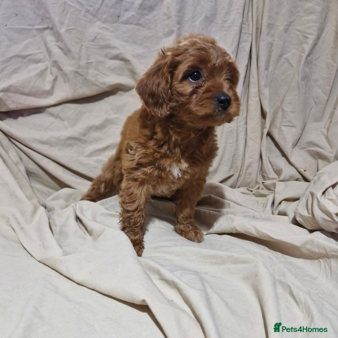 Cavapoo dogs for sale: Cavapoo puppies  - Image 3