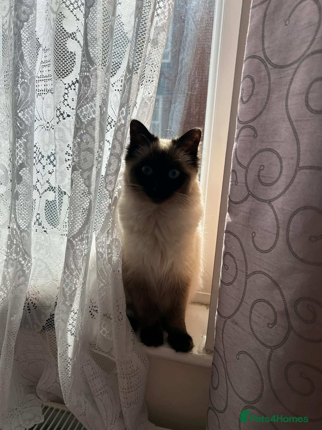 Ragdoll cats for sale: 18-Month-Old Female Ragdoll Seeking a Loving Home - Advert 3