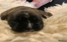 Boxer dogs for sale: KC registered Boxer Puppies - Image 14