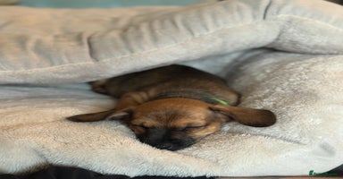 Mixed Breed dogs - Advert 16