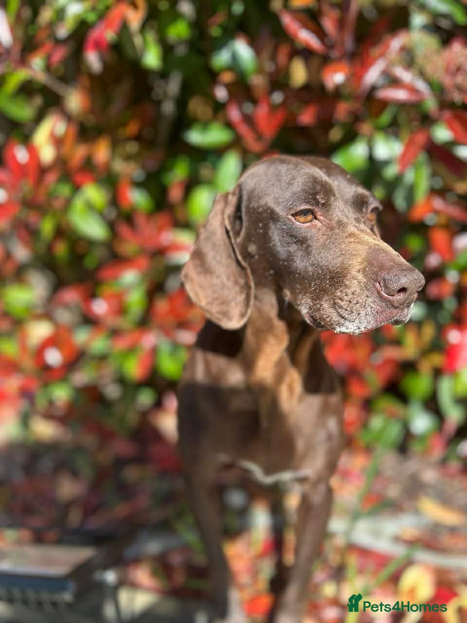 Mixed Breed dogs Mani – Loving Pointer xx Looking for Forever Home - Advert 1