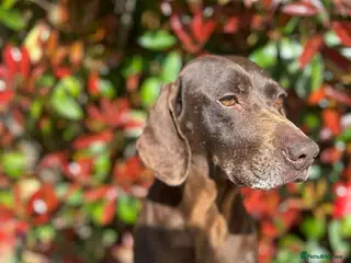 Mixed Breed dogs Mani – Loving Pointer xx Looking for Forever Home - Advert 1