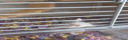Gerbil rodents for sale: 2 female gerbils and cage in Spennymoor - Advert 2