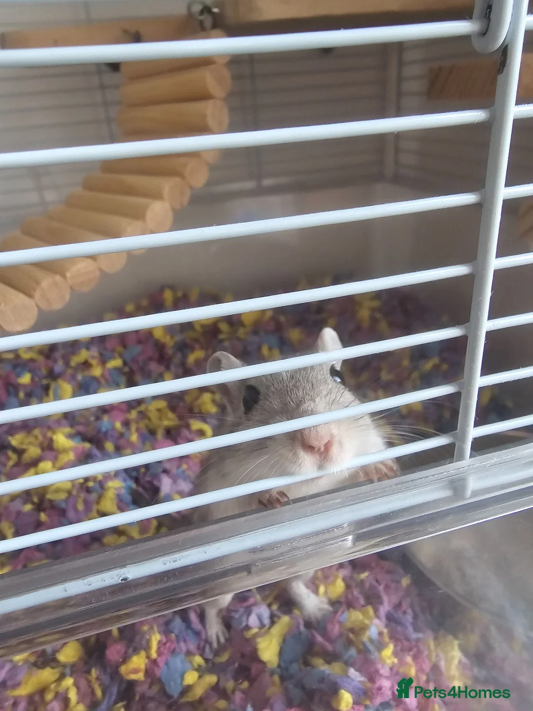 Gerbil rodents for sale: 2 female gerbils and cage in Spennymoor - Advert 2