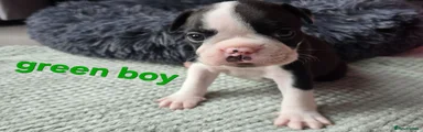 Green boy