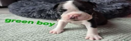 Boston Terrier dogs for sale: ⭐️KC registered beautiful Boston terrier puppies - Advert 37