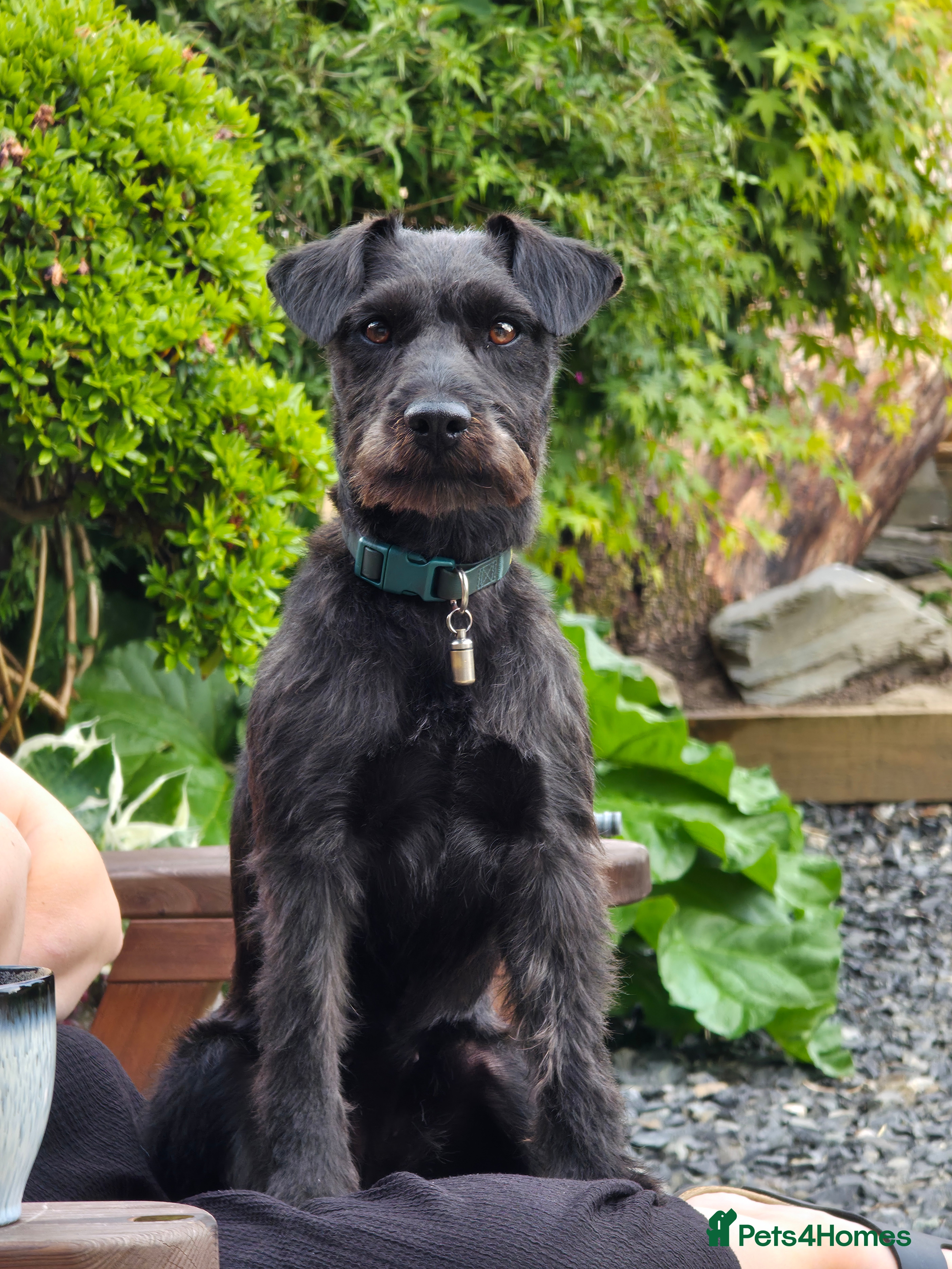 Patterdale Terrier dogs Quality Patterdale Puppies  in Rochdale - Advert 1