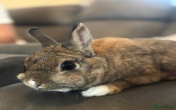 Mini Lion Lop rabbits for sale: Rabbit - Image 1