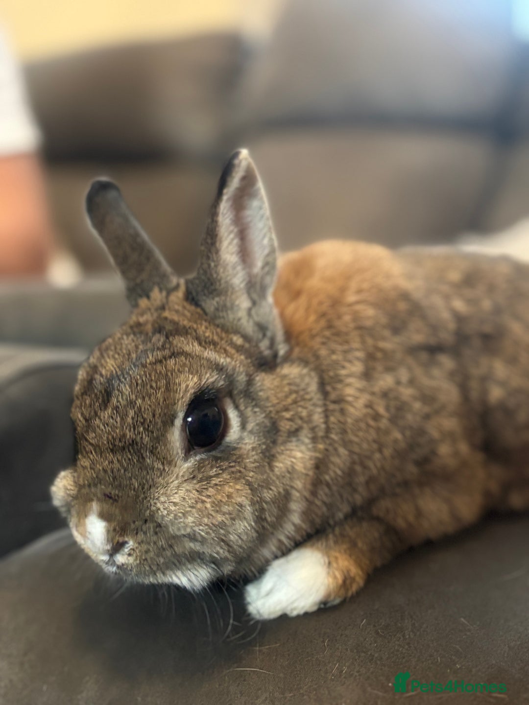 Mini Lion Lop rabbits for sale: Rabbit - Image 1