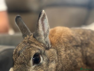 Mini Lion Lop rabbits - Advert 5