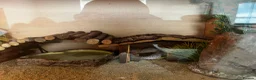 Leopard Gecko reptiles for sale: Leopard gecko and full set up including vivarium. - Advert 7