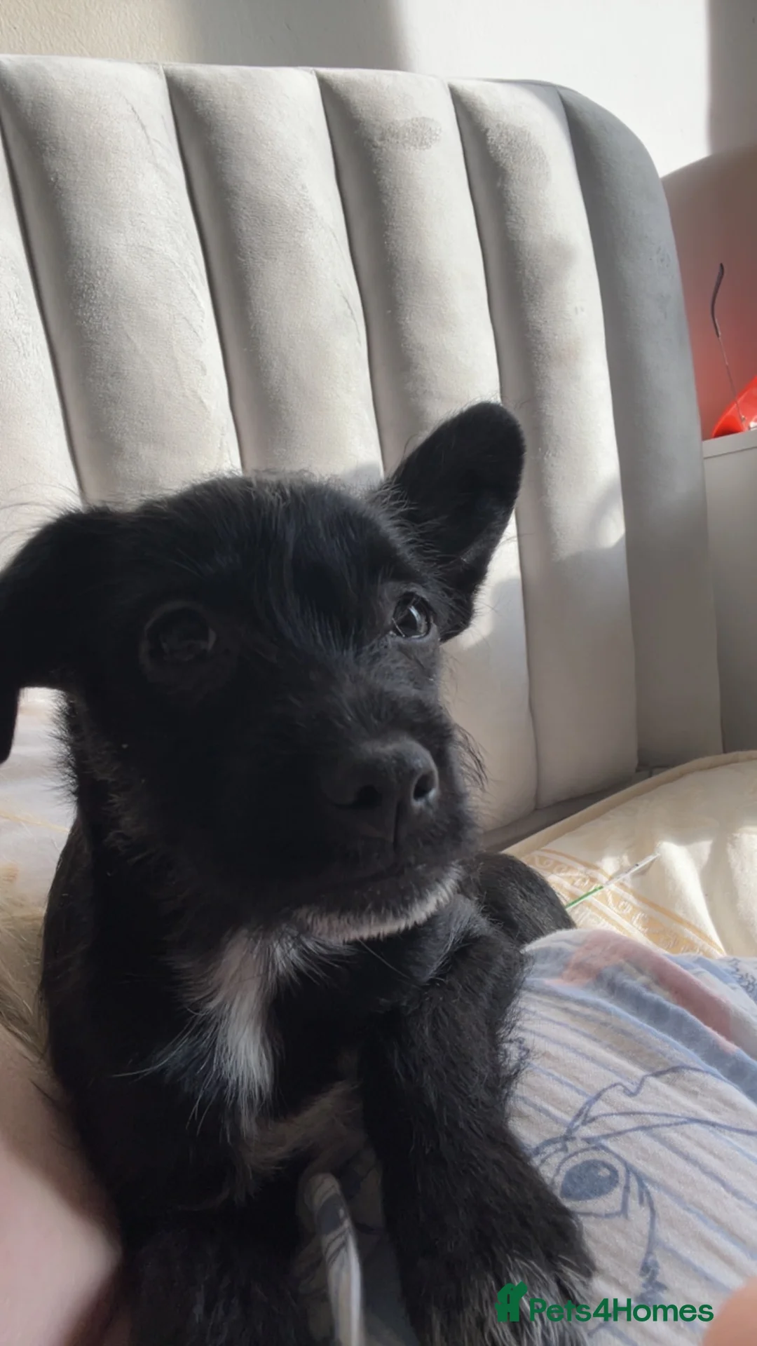 Mixed Breed dogs for sale: Puppy for sale - Advert 4