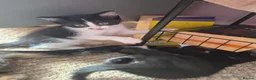 Mixed Breed cats for sale: Kittens - Advert 10