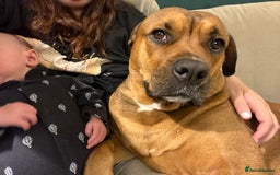 Mixed Breed dogs for sale: 4 year old Rottie X American Bulldog - Image 3