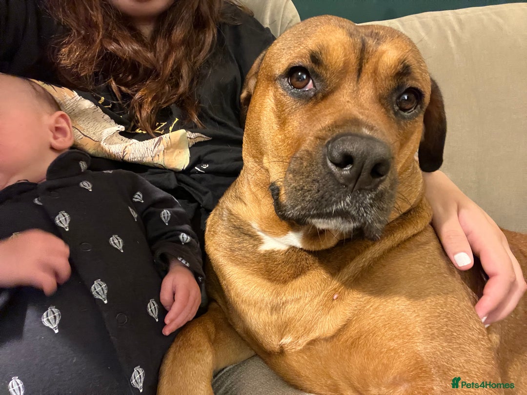 Mixed Breed dogs for sale: 4 year old Rottie X American Bulldog - Image 3