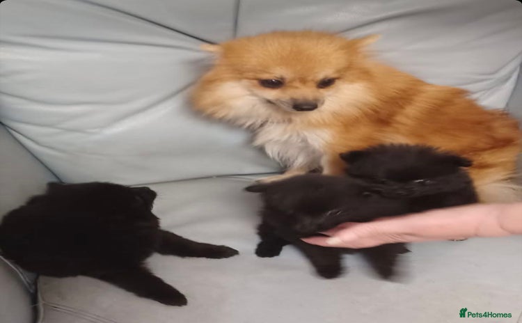 German Spitz dogs - Advert 1