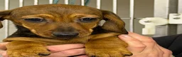 Dachshund dogs for sale: Beautiful miniature dachshund puppies - Advert 6