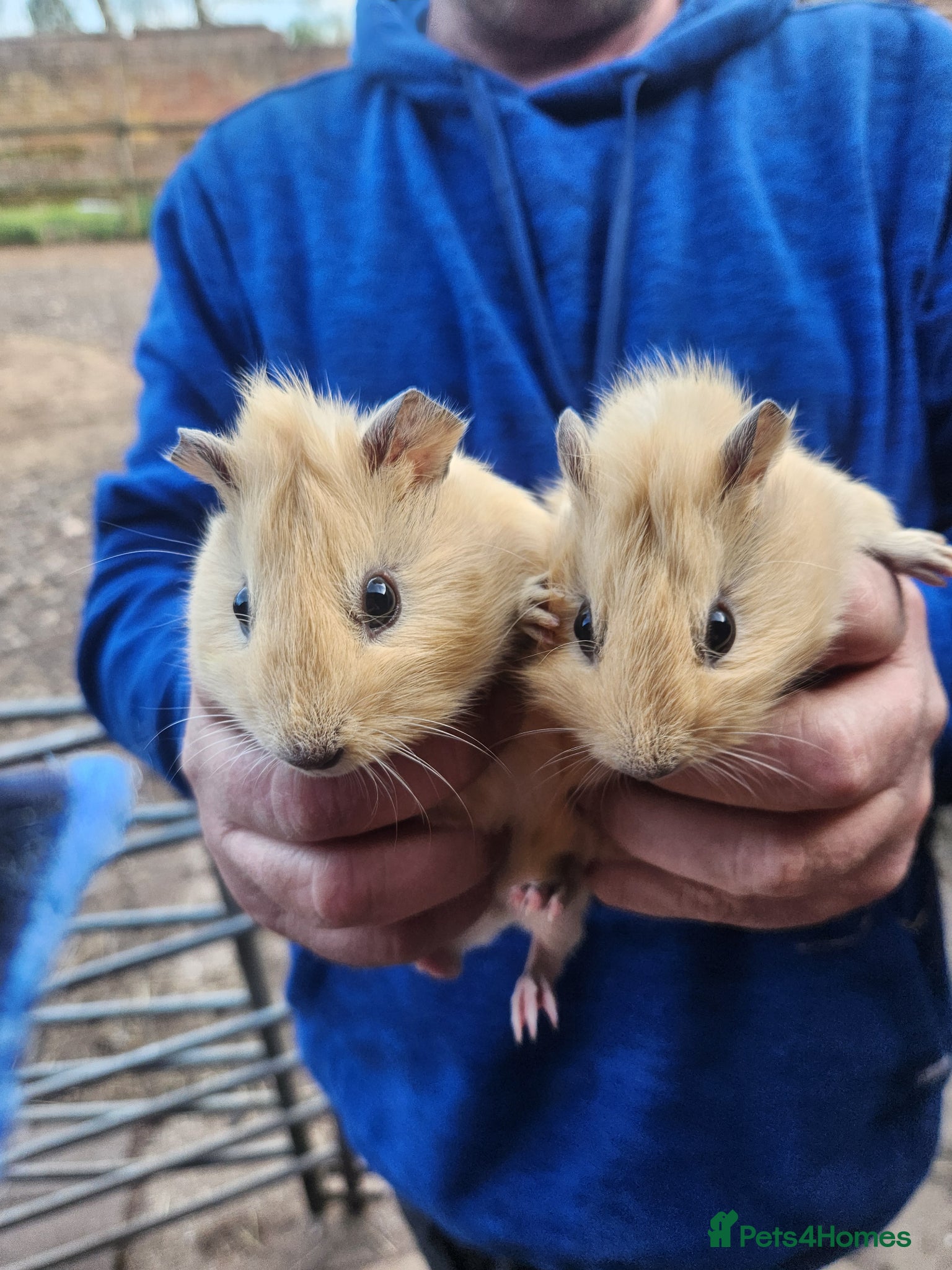 Guinea Pig rodents Two male guinea pigs - Advert 1