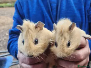 Guinea Pig rodents Two male guinea pigs - Advert 1