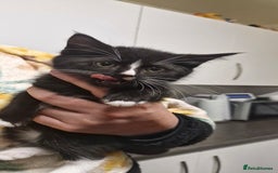 Mixed Breed cats for sale: Kittens ready for new homes - Image 5