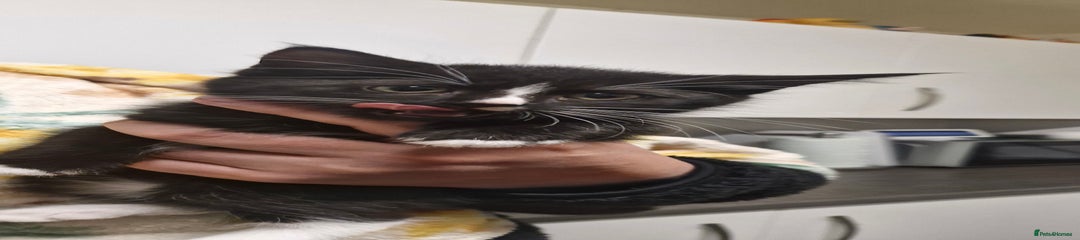 Mixed Breed Kitten 3