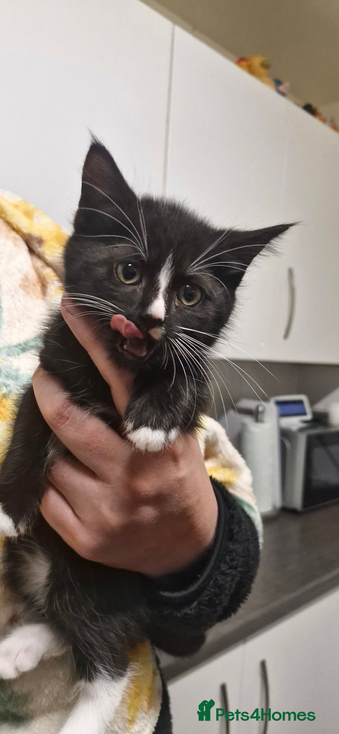 Mixed Breed cats for sale: Kittens ready for new homes - Image 5