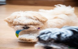 Mixed Breed dogs for sale: Fluffy Bichon Puppies – Friendly & Family Raised - Image 7