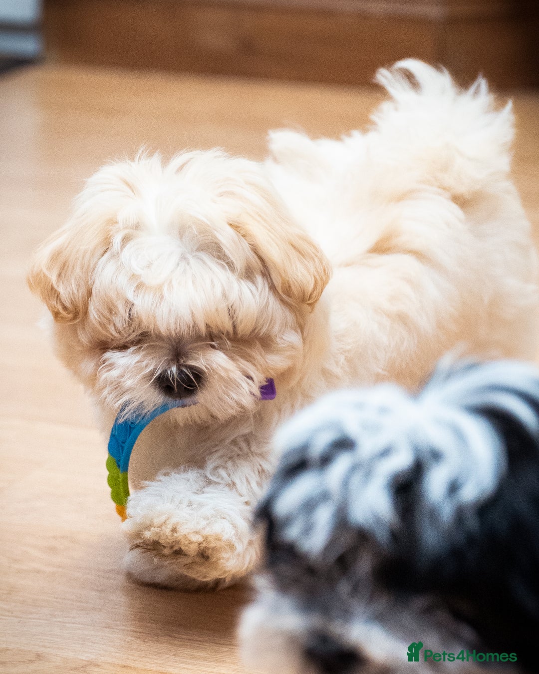 Mixed Breed dogs for sale: Fluffy Bichon Puppies – Friendly & Family Raised - Image 7