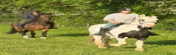 Irish Cob horses for sale: 15.2hh bomb proof hack  - Advert 4