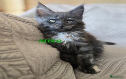 Maine Coon cats for sale: Beautiful Maine Coon kittens  - Advert 11