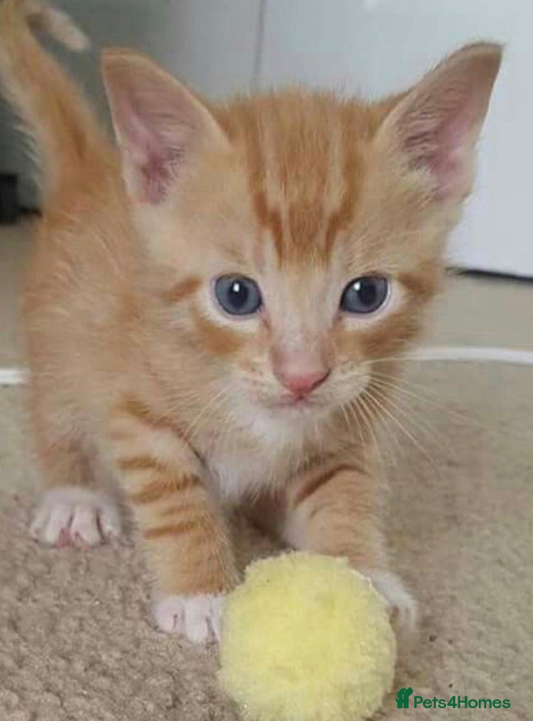 Mixed Breed cats Ginger & white girl   (8 weeks old) - Advert 4