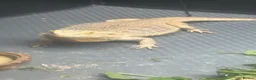 Bearded Dragon reptiles for sale: Breaded dragon  - Advert 1
