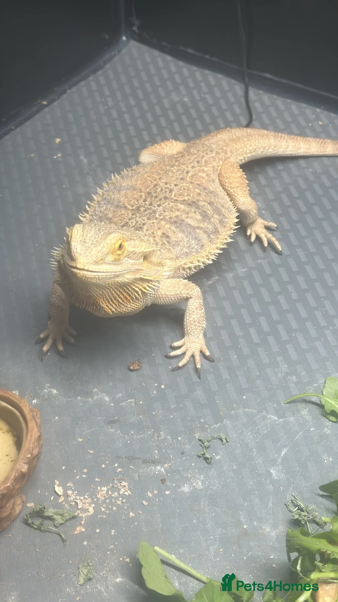Bearded Dragon reptiles for sale: Breaded dragon  - Advert 1
